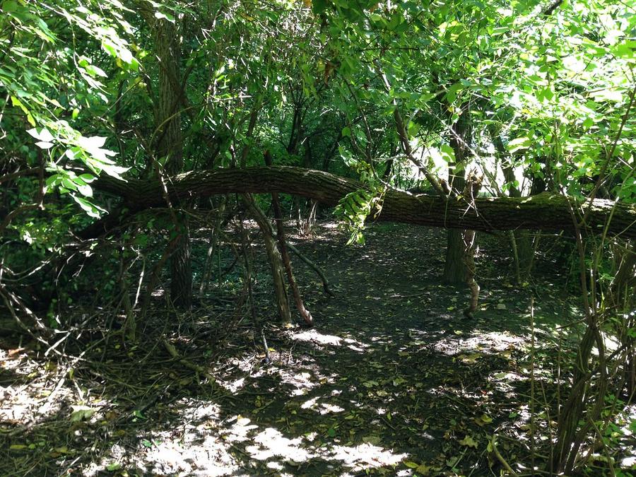 Annotated site photo